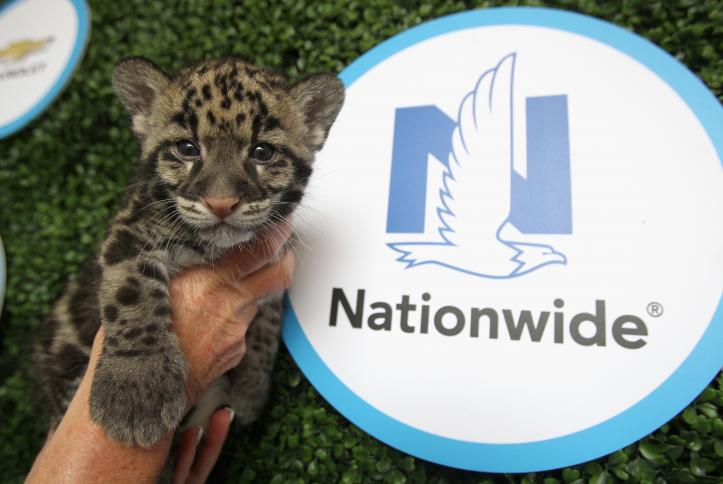 Clouded Leopard at Safe Kids Day 2016